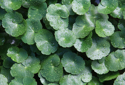 La Centella asiatica, ingr&eacute;dient miracle pour une peau parfaite