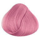 Pastel Rose