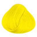 Bright Daffodil